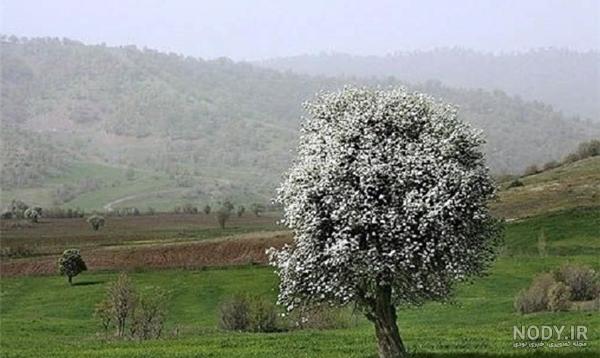 15 عکس طبیعت بهاری کیفیت بالا🌸زیباترین عکس طبیعت بهاری جدید