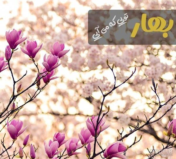 20 متن زیبا و ادبی درباره بهار برای استوری [قشنگ و کوتاه!]