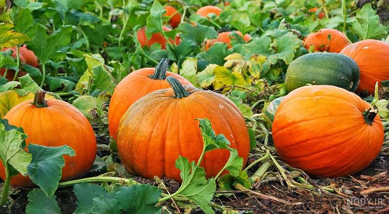 12 نوع از رایج ترین انواع کدو زمستانی + شکل و طرز استفاده آنها 12 نوع از رایج ترین انواع کدو زمستانی + شکل و طرز استفاده آنها
