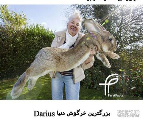 باشگاه خبرنگاران جوان | YJC on X: "زیباترین #خرگوش دنیا به اسم PuiPui تو  #ژاپن زندگی میکنه #jwh,dv https://t.co/pP0wSTXXLH" / X