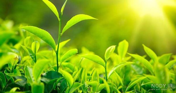 برداشت چای بهاره - املش گیلان | خبرگزاری صدا و سیما