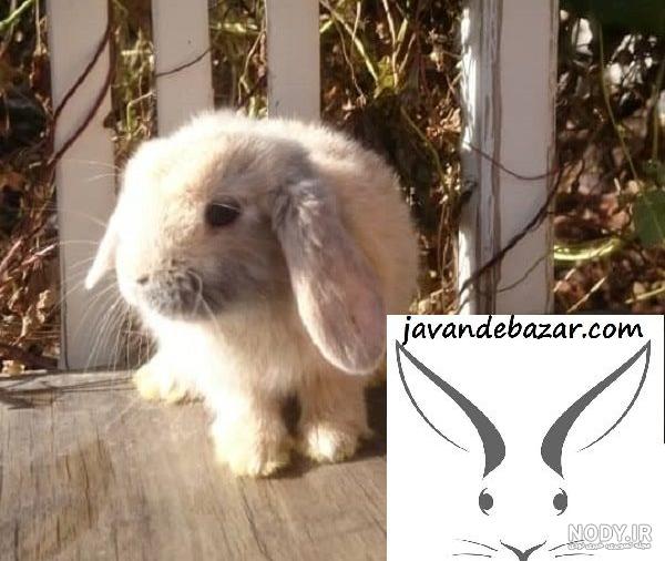 تصاویر خرگوش های زیبا