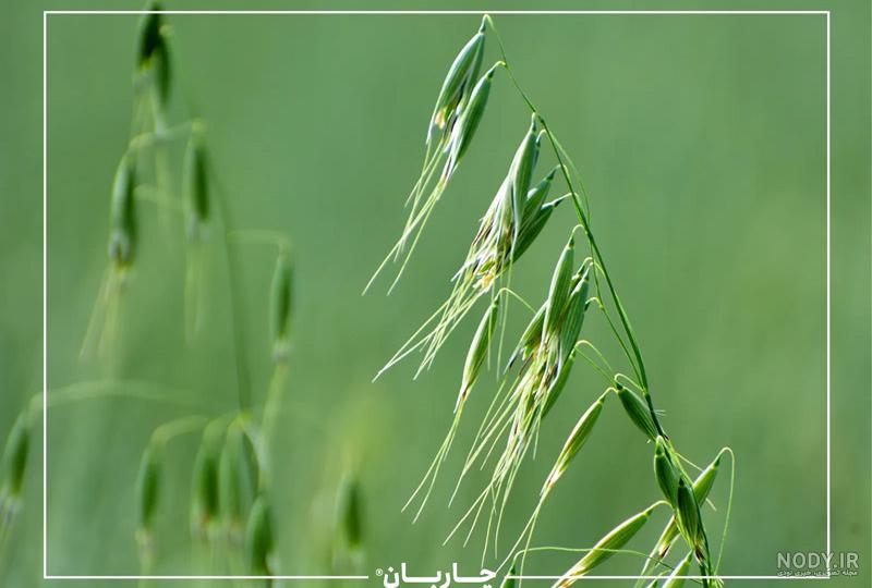 تفاوت جو پرک و جو دوسر پرک - مقایسه جو پرک با جو دوسر پرک تفاوت جو پرک و جو دوسر پرک - مقایسه جو پرک با جو دوسر پرک