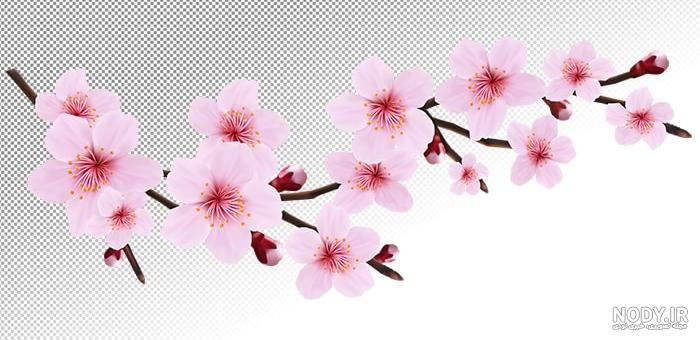 دانلود عکس با کیفیت شکوفه بهاری در بک گراند صورتی 9710614 - پدیده شهر