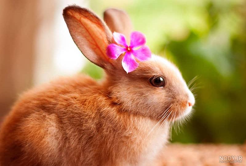 عروسک خرگوش طبیعی نشسته عروسک خرگوش طبیعی نشسته