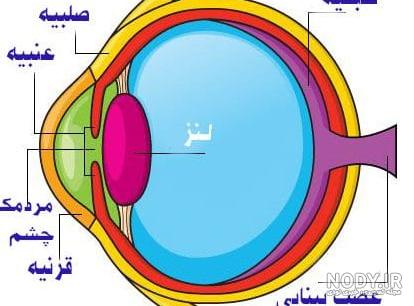 عصب دوازده‌گانه مغزی - متخصص مغز و اعصاب از انگلستان