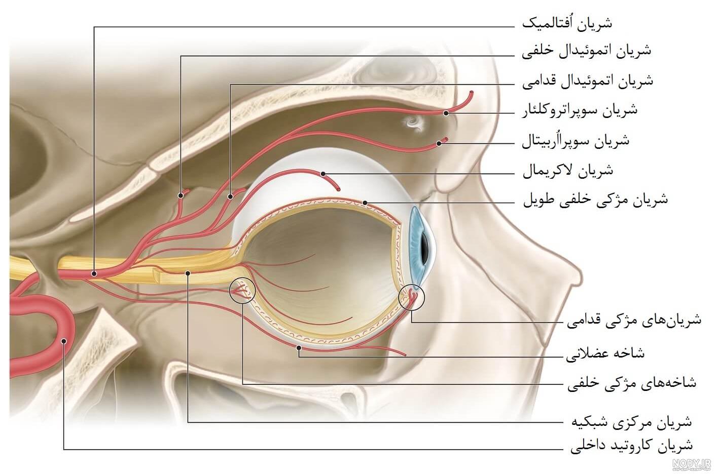 علائم چشم پزشکی و دانلود علامت ها و تابلو برای سنجش بینایی در منزل
