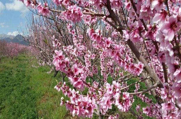 عکس از شکوفه های بهار