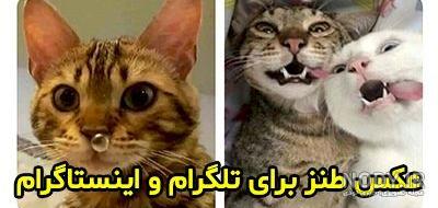 عکس استوری اینستا خنده دار - عکس نودی