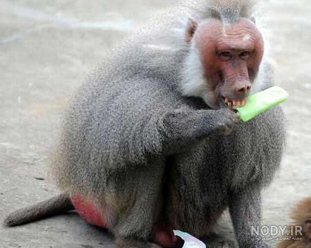 عکس های خنده دار و بسیار جالب از حیوانات | عصر هامون عکس های خنده دار و بسیار جالب از حیوانات | عصر هامون