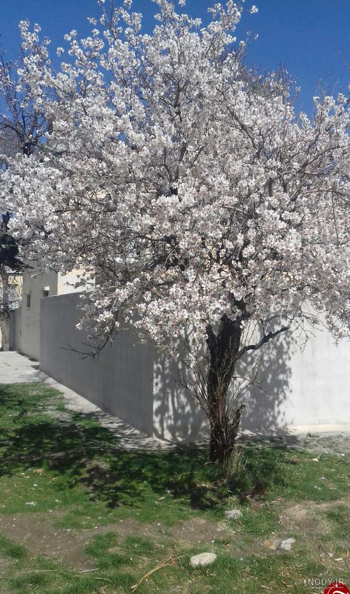 عکس شکوفه بهار