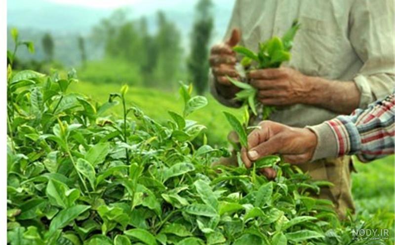 عکس چای گیلان - عکس نودی
