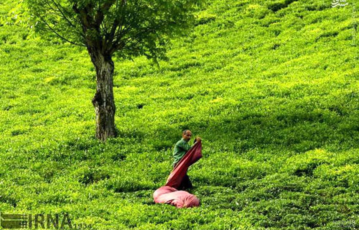 مزرعه بومگردی گردشگری تی باغ❤️🌱‎ (@tea.bagh) • Instagram photos and videos
