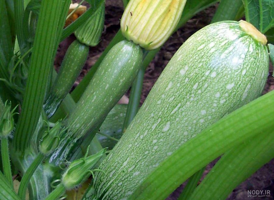 ویروس های کدو Squash Viral Diseases | آریس ویروس های کدو Squash Viral Diseases | آریس