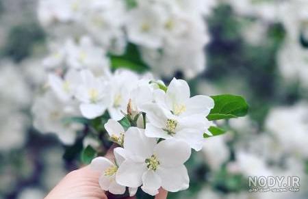 پروفایل عکس گل مریم با نوشته