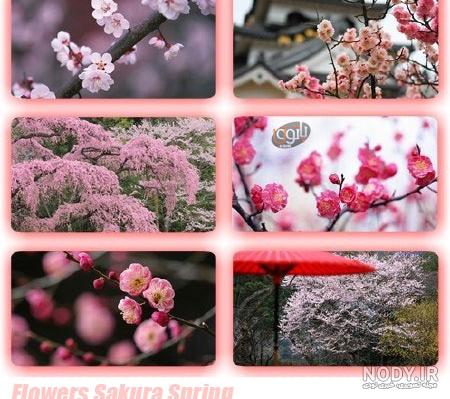گل پسزمینه عکس پروفایل | 🌸🌸🌸🌸🌸 . #بهار#بهاری#عکس_گل #عکس_پسزمینه  #تصویر_زمینه #منظره#طبیعت#عکسپروفایل#والپیپر | Instagram