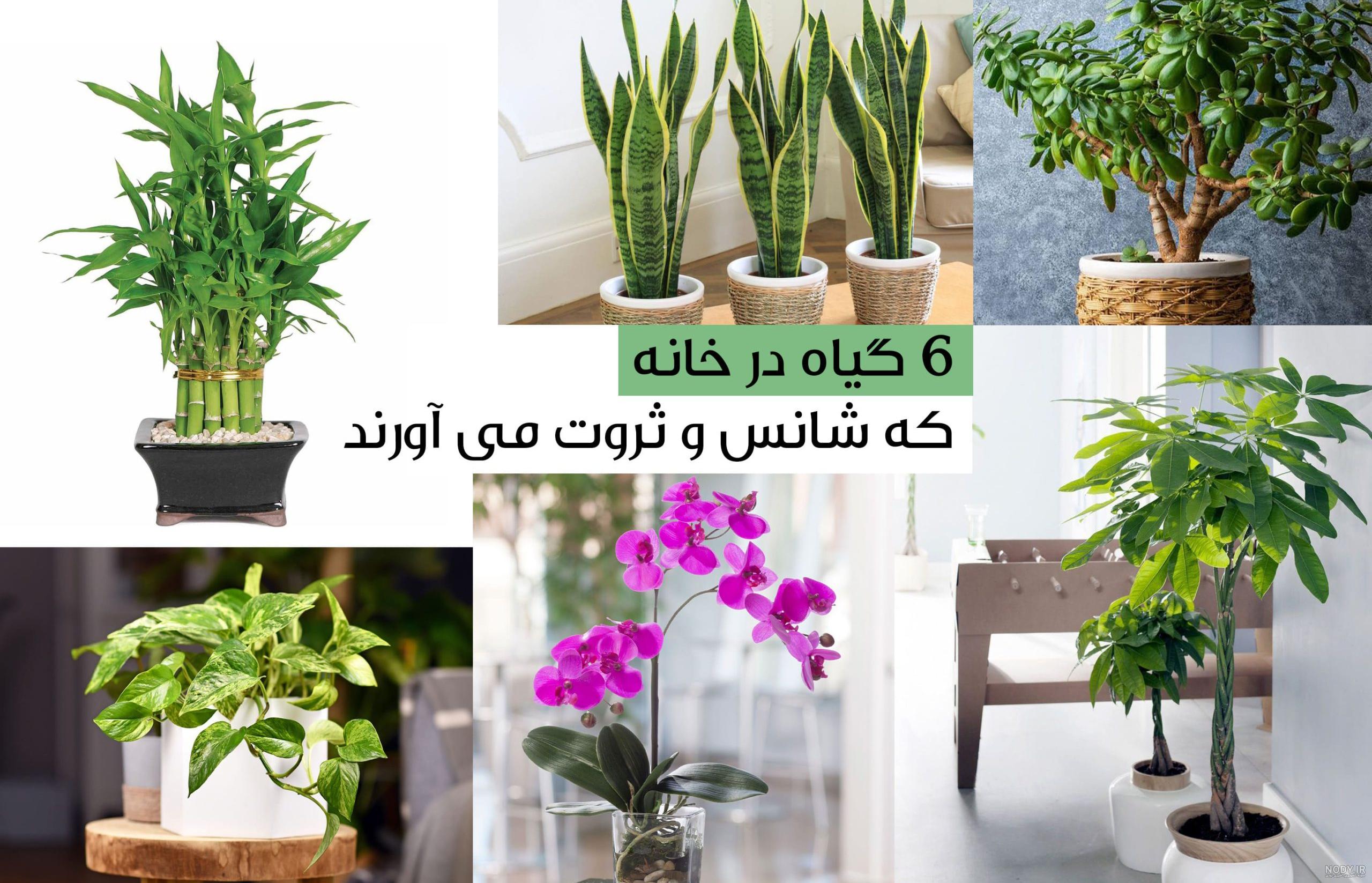 گل و گیاه ثروت ساز؛ 17 از گیاهان ثروت در فنگ شویی را بشناسید | گل من و تو گل و گیاه ثروت ساز؛ 17 از گیاهان ثروت در فنگ شویی را بشناسید | گل من و تو