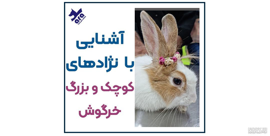 ۲۱ عکس خرگوش فانتزی شاد و غمگین برای پروفایل - ستاره ۲۱ عکس خرگوش فانتزی شاد و غمگین برای پروفایل - ستاره