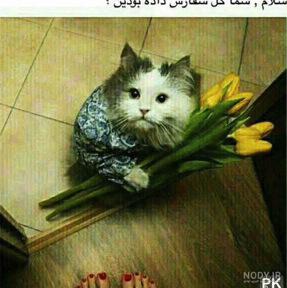 عکس نوشته های خنده دار حیوانات عکس نوشته های خنده دار حیوانات