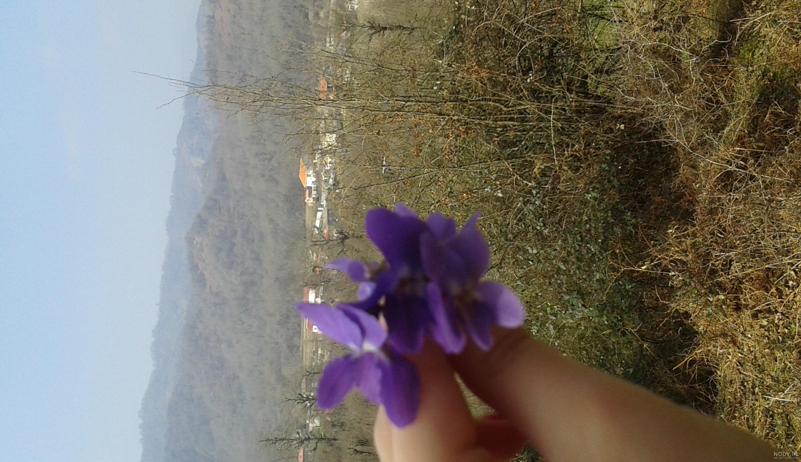 50 عکس دیدنی از گل بنفشه با حس و حال نوروزی 50 عکس دیدنی از گل بنفشه با حس و حال نوروزی