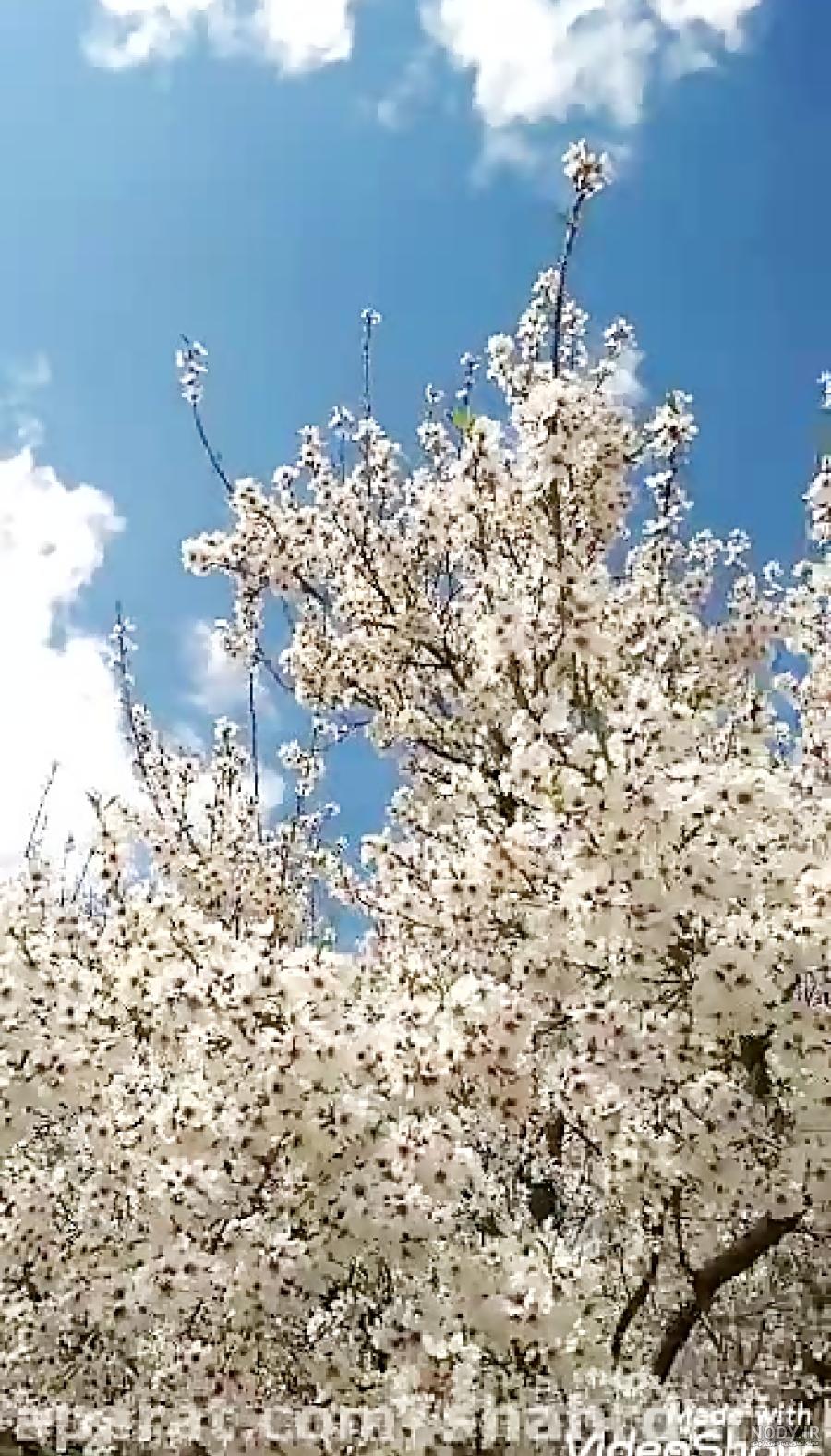 77 عکس زیبای شکوفه هلو با حال و هوای بهار 77 عکس زیبای شکوفه هلو با حال و هوای بهار