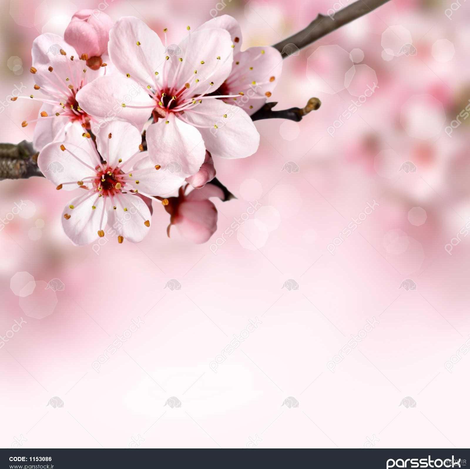 15 عکس طبیعت بهاری کیفیت بالا🌸زیباترین عکس طبیعت بهاری جدید 15 عکس طبیعت بهاری کیفیت بالا🌸زیباترین عکس طبیعت بهاری جدید