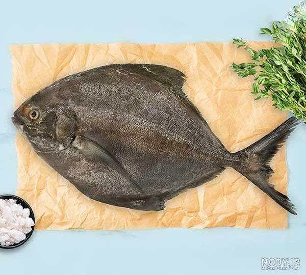 انواع ماهی جنوب | فواید هر ماهی + عکس | ماهی دریا انواع ماهی جنوب | فواید هر ماهی + عکس | ماهی دریا