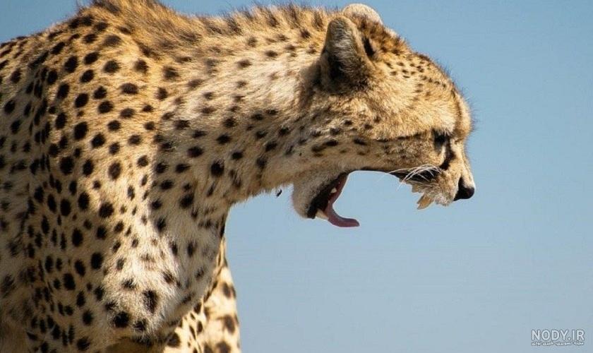 برخی از خشن‌ترین و تهاجمی‌ترین حیوانات دنیا - متمم