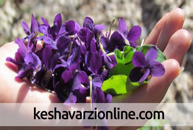 بنفشه دارویی - محصولات گیاهی توسکا بنفشه دارویی - محصولات گیاهی توسکا