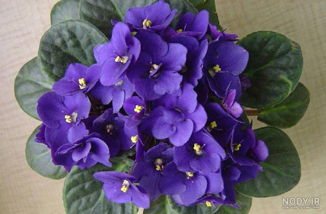 بوته بنفشه وحشي (Wild Pansy)در نهالستان میرنیا بوته بنفشه وحشي (Wild Pansy)در نهالستان میرنیا