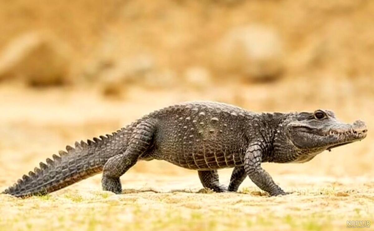 جزئیات چشم تمساح 1229971 جزئیات چشم تمساح 1229971