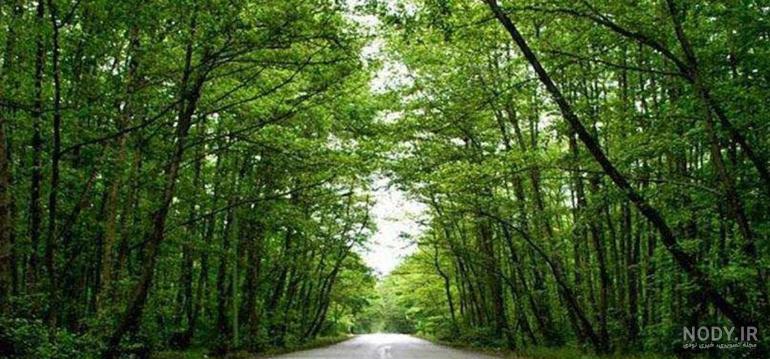 جنگل🌳 یا دریا🌊؟! - عکس ویسگون جنگل🌳 یا دریا🌊؟! - عکس ویسگون