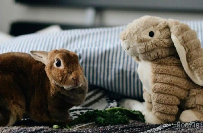 خرگوش های کوچولوی بامزه