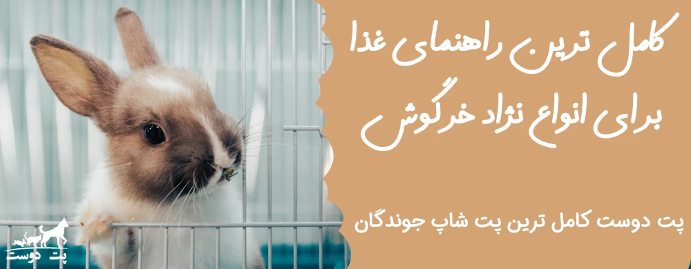 خرید و قیمت خرگوش لوپ هلندی (آنلاین) + عکس و ویدیو 🐇 خرید و قیمت خرگوش لوپ هلندی (آنلاین) + عکس و ویدیو 🐇