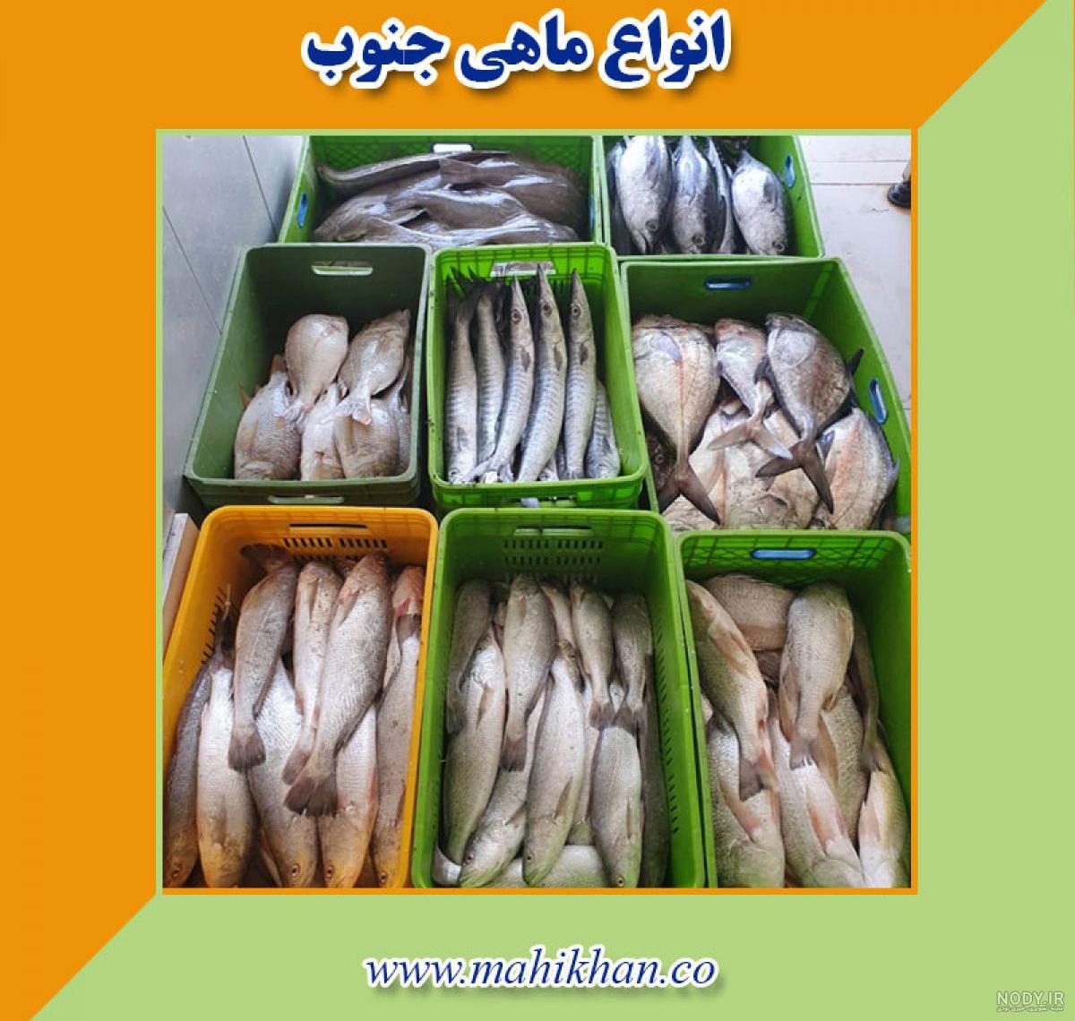 خواص، قیمت و خرید ماهی کفشک تازه جنوب - ماهی مشتا خواص، قیمت و خرید ماهی کفشک تازه جنوب - ماهی مشتا
