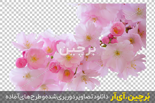 رخت سفید درختان با شکوفه های زیبای بهاری در زنجان به روایت تصاویر - تسنیم رخت سفید درختان با شکوفه های زیبای بهاری در زنجان به روایت تصاویر - تسنیم