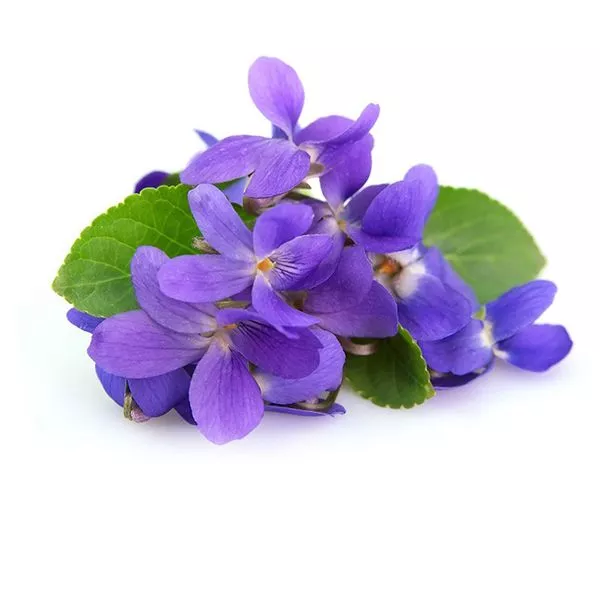 سنبل وحشی ، سنبل کوهی، کلاغک یا سنبل انگوری Muscari(خرید و نحوه کاشت) - گلستان علی - گلستان علی سنبل وحشی ، سنبل کوهی، کلاغک یا سنبل انگوری Muscari(خرید و نحوه کاشت) - گلستان علی - گلستان علی