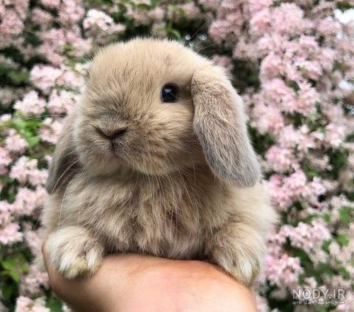 عکس از خرگوش های بامزه