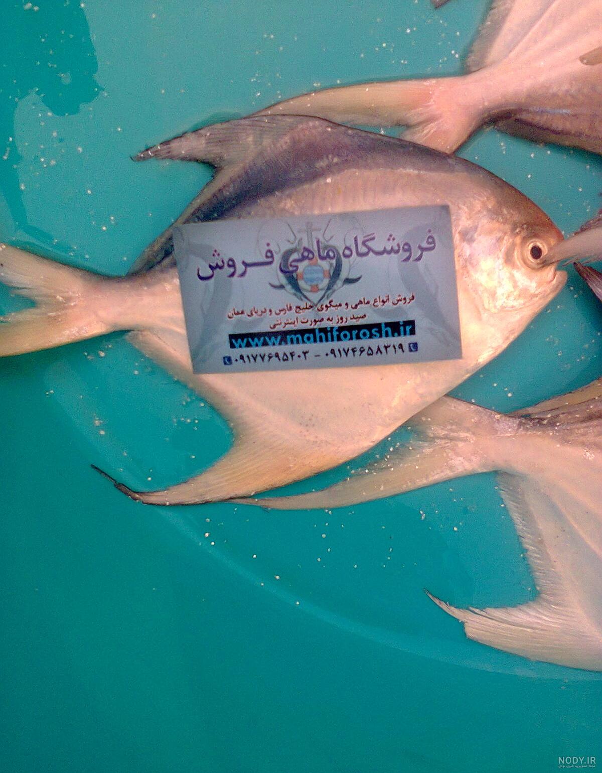 عکس حلوا ماهی - عکس نودی عکس حلوا ماهی - عکس نودی