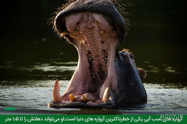 عکس حیوانات وحشی و درنده