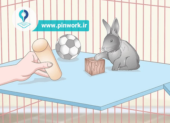 عکس خرگوش قفس عکس خرگوش قفس