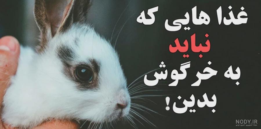 عکس غذای خرگوش - عکس نودی عکس غذای خرگوش - عکس نودی