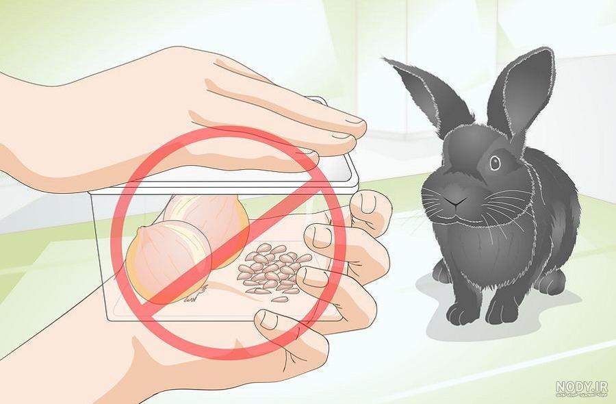 غذای خرگوش خانگی چیست؟ - Voodoo Pet غذای خرگوش خانگی چیست؟ - Voodoo Pet
