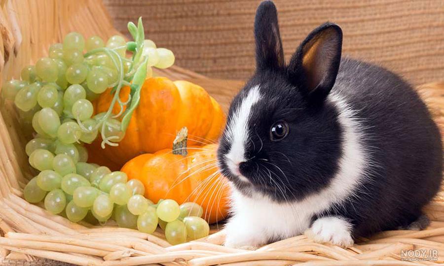 غذای خرگوش KIKI مدل نوتری رود - NiNi PetShop غذای خرگوش KIKI مدل نوتری رود - NiNi PetShop