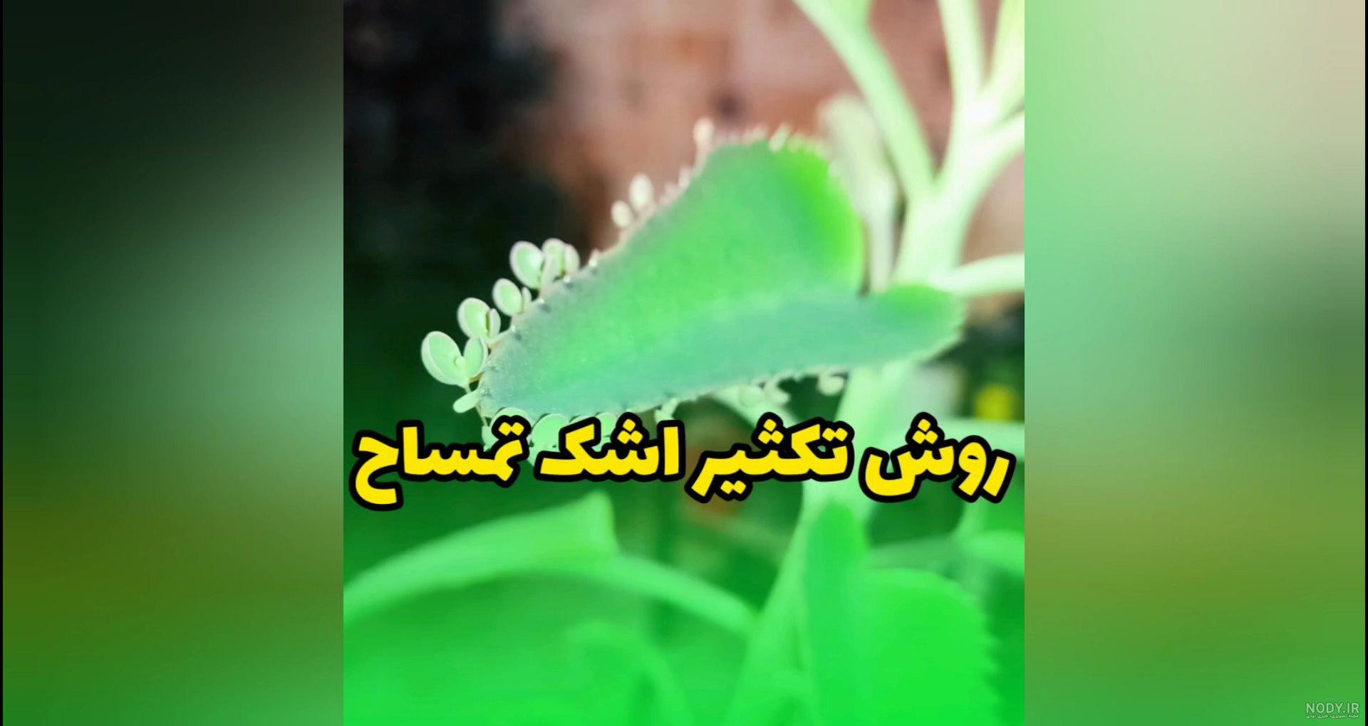 فرارو | (تصویر) «اشک تمساح» واقعی است! فرارو | (تصویر) «اشک تمساح» واقعی است!