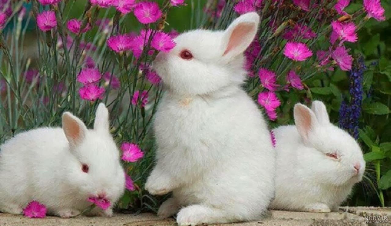 فیلم عکس خرگوش بامزه