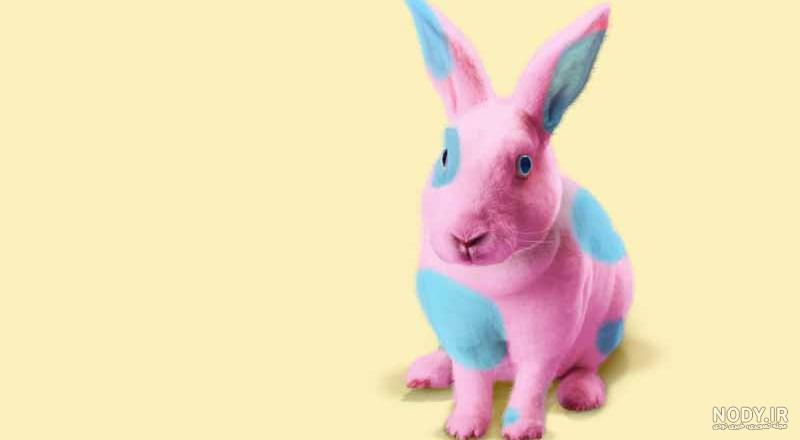 فیلم نقاشی خرگوش+22 عکس ایده آموزش "نقاشی خرگوش"-بسیار راحت و آسان-با مداد-با دست - پاموه فیلم نقاشی خرگوش+22 عکس ایده آموزش "نقاشی خرگوش"-بسیار راحت و آسان-با مداد-با دست - پاموه