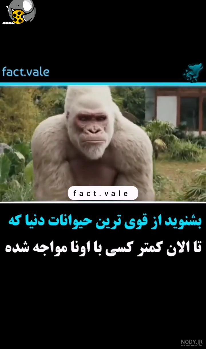 قوی ترین حیوانات دنیا - فیلو