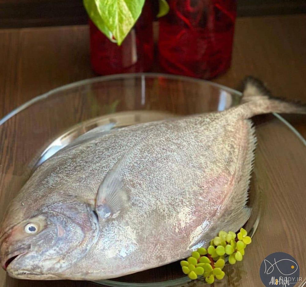 ماهی حلوا و درمان ۷ بیماری شایع ماهی حلوا و درمان ۷ بیماری شایع