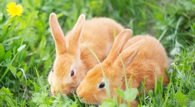 مدت بارداری خرگوش چقدر است؟-@ITPetnet مدت بارداری خرگوش چقدر است؟-@ITPetnet